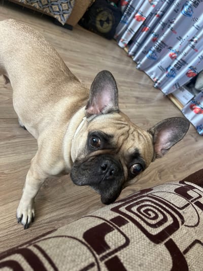 In the foreground of the image, a fawn-colored French Bulldog is captured from a high angle, its body angled to the left as it looks directly up at the camera. The dog has characteristic large, erect ears, a wrinkled face with dark eyes, and a black nose. It wears a simple white collar. The dog is standing on a light brown wooden floor. To the right of the dog, a portion of a couch with a patterned fabric is visible. The couch's fabric has a textured beige background with a repeating dark brown geometric pattern, featuring swirls and angular lines. In the background, on the left, a corner of a sofa or armchair is visible with a blue and beige patterned cushion. To the right of that, a grey curtain with a repeating pattern of cartoonish race cars in red and blue is draped. The overall scene suggests an indoor setting, likely a living room, within a residential building. There is no specific indicator of the city of Lyepyel, Belarus, in the provided image.