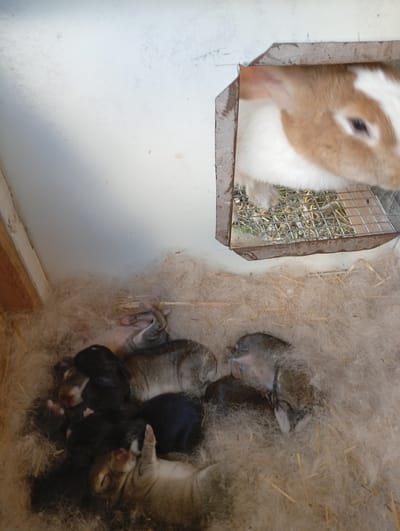 In Buțeni, Moldova, a litter of newborn rabbits sleeps nestled in a soft, fluffy nest of fur and hay within a wooden enclosure. A larger rabbit, partially visible and looking into the enclosure from above, appears to be the mother. The mother rabbit has tan and white fur and is positioned near a metal grate. The scene suggests a protected and nurturing environment for the young rabbits.