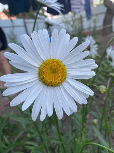 A close-up, low-angle, eye-level shot captures a large, white daisy with a bright yellow center, positioned in the foreground. The daisy's white petals are fanned out, with some showing slight imperfections. The yellow center is textured with many small, seed-like protrusions. The background is softly blurred, showing green foliage, other daisy flowers, and what appears to be a clothesline with laundry hanging in the distance. To the left, a person's legs are visible, suggesting they are standing or sitting near the flowers. The environment appears to be an outdoor garden or yard, likely in Romny, Ukraine, given the metadata.