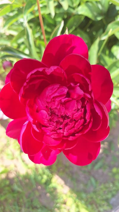 A close-up, top-down shot features a vibrant, fully bloomed red peony flower. The flower's dense center is composed of tightly packed, ruffled petals, while larger, outward-facing petals form the outer layer. The background is softly blurred, showing green foliage and hints of sunlight dappled on the ground. The image was taken outdoors, likely in a garden or park. There are no people or animals present in the image. The location is Nogliki, Russia, but no specific landmarks or street views are visible to confirm this.