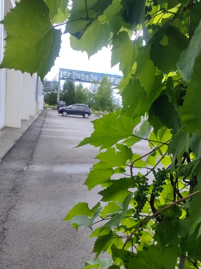 The image shows a close-up view of green grapevines with unripe green grapes in the foreground, obscuring a paved parking lot and a light-colored building. In the middle ground, a dark-colored SUV is parked on the asphalt. Beyond the parking lot, there are trees and a metallic industrial structure with a walkway or platform. The scene appears to be outdoors, possibly in an industrial or commercial area. The location is identified as Aktobe, Kazakhstan.