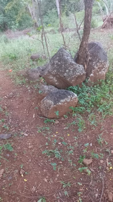 Three gray rocks reside beside a thin tree trunk on reddish-brown dirt. Patches of green vegetation are scattered around the rocks and across the dirt surface. Small yellow flowers are visible. The background displays foliage and trees.
