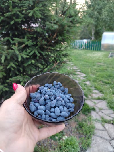 A hand with bright red painted fingernails holds a dark, wavy-rimmed bowl filled with ripe blue honeysuckle berries. The berries are oblong and deep blue, some with a slightly purple hue, and they fill the bowl to the brim. The background depicts a garden scene at dawn, as suggested by the "Рассвет, Russia" location context. A large, dark green evergreen tree dominates the left side of the frame, its branches extending towards the bowl of berries. Beyond the tree and the bowl, a grassy yard is visible, with a winding path of irregularly shaped stone pavers leading into the distance. A low green picket fence runs horizontally across the middle ground, with a glimpse of what appears to be a greenhouse or plastic structure behind it. The overall lighting suggests it is early morning, with soft, diffused light filtering through the trees. The scene evokes a sense of harvest and natural beauty. There is no visible text in the image.