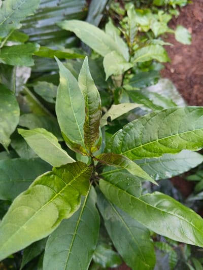A close-up, high-angle photograph depicts a leafy green plant situated in Mengzi City, China. The central subject is a plant stem featuring multiple ovate to lanceolate leaves, exhibiting varying shades of green. New growth at the apex presents as darker, reddish-brown leaves. Prominent venation is visible on the leaf surfaces. Small water droplets are discernible on several leaves, indicating recent moisture. The background consists of blurred green foliage and dark brown soil or organic matter, consistent with an outdoor, natural environment. No human subjects, animals, or artificial structures are present within the frame. The scene is static, devoid of discernible action or interaction.