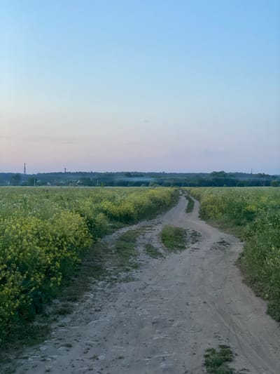 A dirt road winds through a field of green vegetation and yellow flowers in Yuryatino, Russia. The sky is a pale blue, transitioning to pink near the horizon. In the distance, a line of trees separates the field from a cluster of houses and industrial structures, including two tall, red-capped towers. The scene appears to be captured during twilight, with soft, diffused light illuminating the landscape. The road itself shows signs of wear and tear, with some grass growing through the dirt. The overall impression is one of rural tranquility, with hints of industrial presence on the periphery.