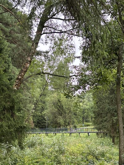 The image captures a lush, green forest scene in Pavlovskaya Sloboda, Russia. In the center, a modern pedestrian bridge with dark railings spans across a low-lying area filled with dense vegetation. The bridge appears to be constructed of metal and wood, with visible supports. Tall trees, predominantly conifers and deciduous trees, surround the bridge, creating a natural canopy. Some of the trees are older, with rough bark and branches reaching out. The ground is covered in a thick carpet of undergrowth, including ferns and smaller plants. The sky is overcast, casting a soft, diffused light on the scene, suggesting a temperate climate. There are no people visible in the image.