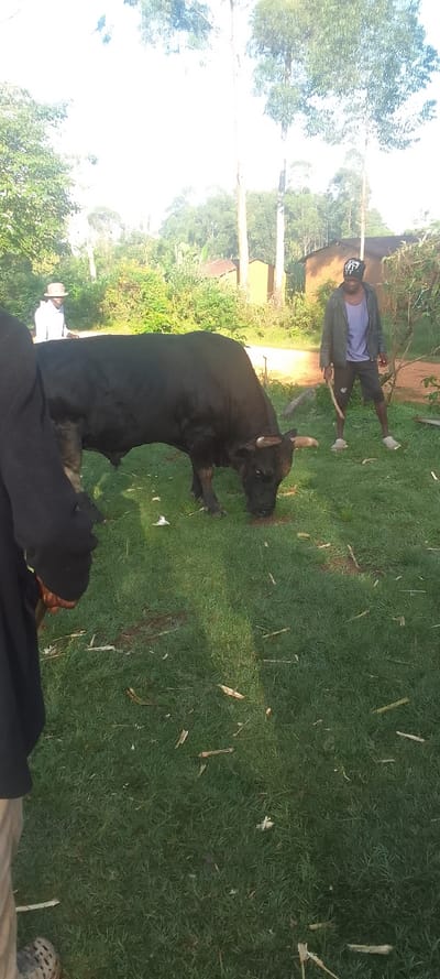 A large black bull is grazing in a grassy field, its head lowered as it eats. A man wearing a grey jacket, white t-shirt, black shorts, and a black hat is standing to the right of the bull, facing left with a long stick in his hand. A man wearing a white hat and a light blue shirt is partially visible in the background, standing to the left of the bull. The scene is located in Isukha ICHINA, Kenya, at coordinates 0.351 latitude and 34.781 longitude. It is a bright, sunny day with a clear sky. There are trees and houses in the background, and the ground is covered in green grass. There are small pieces of debris scattered on the grass, likely from a recent tree trimming.