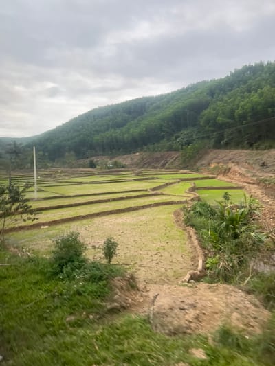 The image presents a rural landscape in Myui, Vietnam, under a grey, overcast sky. A large, steep hill covered in dense green foliage dominates the background, extending from the left to the right side of the frame. Towards the base of this hill, sections of reddish-brown disturbed earth are visible, along with utility lines running horizontally. In the midground, a series of terraced agricultural fields, likely rice paddies, stretch across the scene. These fields are partitioned by dark earthen berms, forming various rectangular and irregular shapes. Some terraces contain vibrant green young crops, while others display dry, cracked soil patterns. A small, indistinct structure with a blue roof is visible in the distant midground, nestled near the base of the main hill. A slender white pole stands vertically on the far left. The foreground comprises an uncultivated area of sloped terrain, covered with green grass, scattered small bushes, and patches of bare earth. No individuals or animals are visible within the scene.