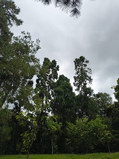 The image, oriented correctly, presents an upward view of a dense arboreal canopy against an overcast sky. A significant portion of the frame is occupied by a light grey, cloudy sky, indicating diffused light conditions without direct sunlight.
The landscape is dominated by various trees. On the left side, the dark, slender forms of conifer branches with needle-like foliage extend into the sky. The central and right sections of the image are filled with the rich, varied greens of broadleaf trees, forming a thick, verdant canopy. These trees exhibit a range of green tones, from deep emerald to lighter, more vibrant shades, suggesting a mix of species and different levels of light penetration. Many branches and clusters of leaves are silhouetted against the pale sky.
Along the rightmost edge of the image, a narrow, bright strip of manicured green grass is visible, hinting at the presence of a lawn, pathway, or cultivated area adjacent to the natural woodland. There is no visible human activity or discernible text. The scene captures a tranquil, natural environment, likely a forest or large garden, in Cimacan, Indonesia, under a cloudy sky.
