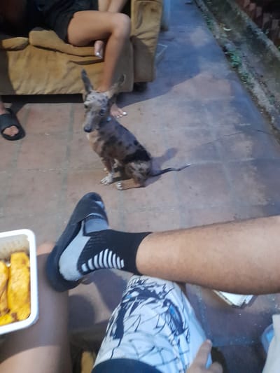 The image depicts an outdoor scene in Tacarigua, Venezuela, likely a backyard or patio area. In the foreground, a person's legs are visible, one wearing a black sock with white stripes and a grey stripe, and the other wearing patterned shorts. A white rectangular container with yellow food is placed on the ground in front of the person. To the left, a black sandal is partially visible.
In the middle ground, a small dog with merle-patterned fur is sitting on a tiled surface. The dog has large, erect ears and is looking towards the camera. Behind the dog, a section of a light brown sofa is visible, with a person's legs and feet resting on it. The person is wearing black shorts and has white toenail polish.
The environment consists of a tiled ground and a textured sofa. The background shows a concrete gutter with some sparse vegetation. The lighting suggests it is either late afternoon or evening. The overall impression is a casual, domestic setting.