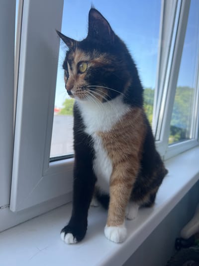 A calico cat with white paws and a white chest is sitting on a white windowsill, looking out of a window. The cat is primarily black, orange, and tan. Outside the window, there is a clear blue sky with some clouds, and green trees can be seen in the distance. The window frame is white. The scene appears to be an interior view looking outwards. The location is identified as Baltiysk, Russia.