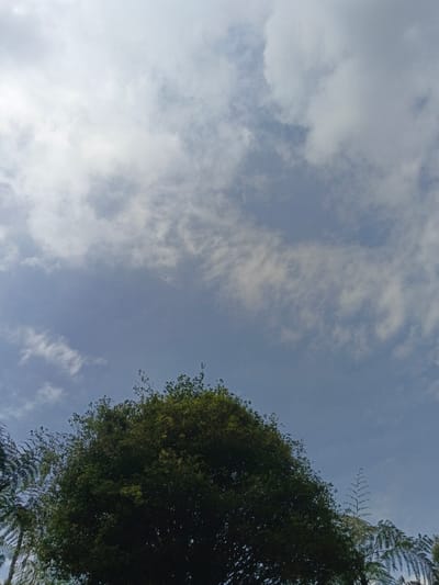 A daytime shot displays a sky predominantly blue with scattered white clouds. The clouds are thin and wispy, allowing ample sunlight to filter through. In the lower portion of the frame, a lush, green treetop fills the view, with some fern-like foliage visible on the sides. The composition balances the vastness of the sky with the grounded presence of nature.