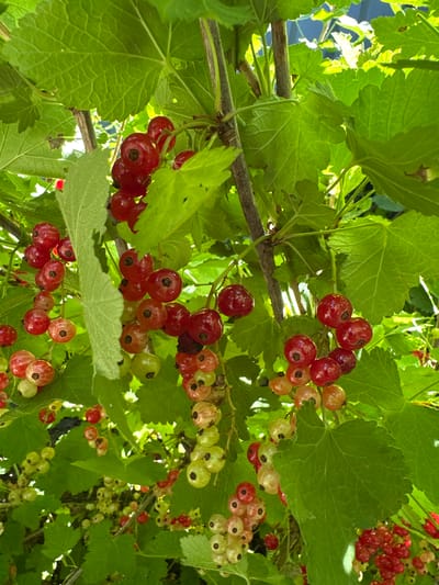 The image shows a close-up view of red currants growing on a bush in Izobilnyy, Russia. The berries are ripe and hang in clusters from thin branches, surrounded by large, green, lobed leaves. Some of the berries are a deep red, while others are a lighter pink or translucent white, indicating varying stages of ripeness. The sunlight filters through the leaves and berries, creating highlights and shadows, suggesting it is daytime. The overall scene is natural and lush, characteristic of a garden or orchard setting. There are no people, text, or specific events depicted. The focus is entirely on the fruit and foliage of the currant bush. The image conveys a sense of natural abundance and the simple beauty of ripening fruit.