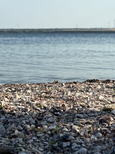 The image is a close-up, vertically oriented shot of a shoreline covered in small shells and pebbles. The left side of the frame is dominated by this textured surface, with individual shells in various shades of white, grey, and brown clearly visible. Some appear to be broken or worn. There are hints of green, possibly small plants or algae, interspersed among the shells.
To the right of the shell-covered area is a body of water, likely a river or lake, as indicated by the location context. The water is a muted blue-grey color and appears calm with gentle ripples on its surface. The transition between the shore and the water is sharp, suggesting a defined edge.
The lighting suggests it is daytime, with sunlight casting shadows and highlighting the texture of the shells, creating a dappled effect. The overall mood is peaceful and natural, capturing a quiet moment at the water's edge. There is no visible text in the image. The scene is likely a natural landscape, possibly a beach or riverbank in Ukrainka, Ukraine.