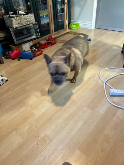 The image depicts a French Bulldog walking on a light-colored hardwood floor. The dog is in motion, with its tongue slightly out and its ears perked. Scattered around the floor are various toys, including small red and blue trash cans, a red toy truck, and a white toy car. In the background, there is a silver toaster oven on top of a cardboard box, a portion of a wooden shelving unit, and a white power strip with a cord. The lighting suggests an indoor environment, possibly a home. This scene does not contain enough information to determine its specific location in Aliso Viejo, United States of America.