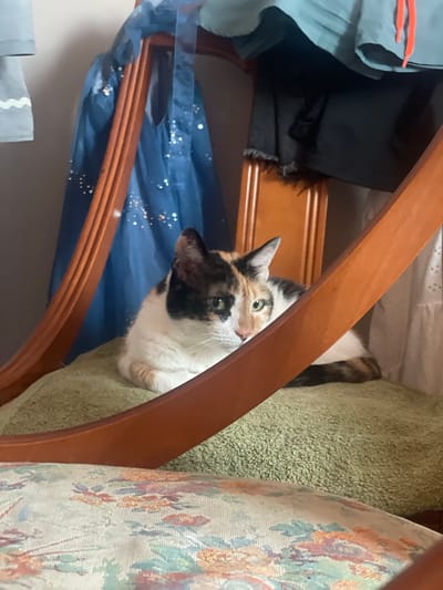 An indoor, eye-level shot captures a calico cat resting on a green, textured cushion on a chair. The cat is positioned on the right side of the frame, looking towards the viewer with its body curled. The chair has wooden framing, with a portion of the seat covered in floral upholstery visible in the foreground. Behind the cat and chair, draped garments are partially visible, including a blue, sparkly fabric and a teal garment with orange drawstrings. The lighting in the scene is soft, suggesting an indoor setting, possibly a home. The image does not provide specific information that can be used to determine its location in Sagunto, Spain.