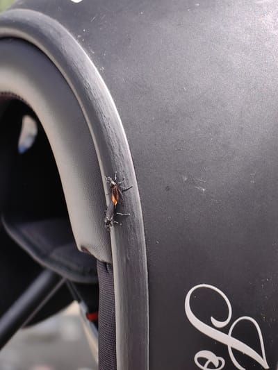 The image displays two insects, possibly wasps, on the rim of a black helmet. The insects are black with reddish-orange abdomens. One insect is positioned above the other, and they appear to be interacting. The helmet has a textured surface and a white decorative flourish on its side. The background is blurred and shows hints of an outdoor environment, potentially suggesting the helmet is in a public space. The image was taken outdoors, likely during the daytime, with natural lighting. No people are visible in the image. The location is specified as Burwa, India.