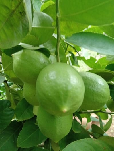 A cluster of unripe green lemons hangs from a branch amidst lush green foliage. The lemons are smooth-skinned and vary slightly in size and shape, with a small stem visible on some. The leaves are broad and textured, with veins clearly defined. The background is softly blurred, suggesting an outdoor environment, possibly a garden or orchard, with hints of natural light filtering through the leaves. The image was taken in Keudekrueng, Indonesia.