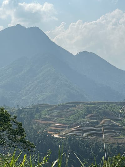 The image depicts a serene, expansive mountainous landscape in Thông Nguyên Commune, Vietnam, characterized by impressive terraced fields.

In the foreground, on the right side of the frame, lush green vegetation is visible, including tall grasses and the leafy branches of a tree, which partially frame the scene.

Dominating the midground and right side of the image are extensive rice terraces, carved meticulously into the steep slopes of a mountain. These terraces form distinct, curving layers that follow the natural contours of the land. Some sections of the terraces appear to be recently tilled or irrigated, showing lighter brown and orange soil tones, while others are covered in green vegetation, indicating active cultivation or a different stage of growth.

In the background, multiple layers of large, hazy blue-grey mountains recede into the distance, conveying the vastness of the mountain range. The distant peaks are indistinct, softened by atmospheric haze. Above these mountains, in the upper left portion of the image, a bright sky is filled with soft, white cumulus clouds.

The scene is captured during the daytime under natural light, which is bright but diffused, suggesting either a slightly overcast day or a time when the sun is not directly overhead. There are no people or visible text in the image. The overall impression is one of a majestic, agricultural landscape shaped by human ingenuity within a grand natural setting.