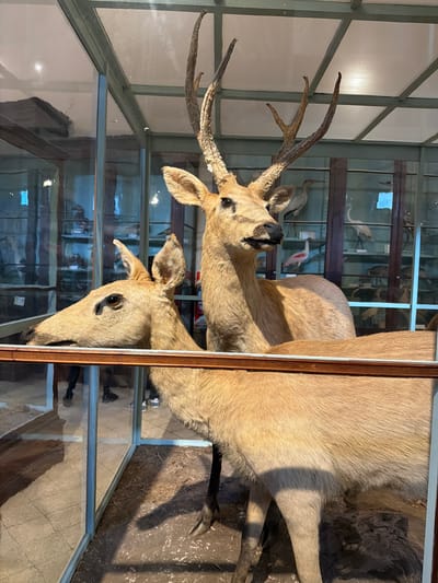 The image depicts two taxidermied deer in a glass display case. The deer are light brown, with the deer on the left having antlers. The display case is located in what appears to be a museum or exhibit hall, evident by the numerous other taxidermied animals in the background. Given the context of La Plata, Argentina, it is likely that this image was taken at the Museo de La Plata, a natural history museum. The environment is indoors, with artificial lighting illuminating the display.