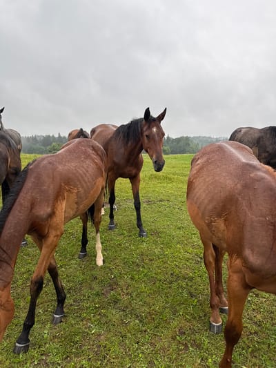 In Galinė, Lithuania, a herd of horses stands in a lush green field under a cloudy, overcast sky. The horses are various shades of brown and gray, with some having visible ribs, suggesting they might be underweight. The ground is covered in short, green grass, with some patches of damp earth visible. In the background, a dense forest line marks the horizon, shrouded in a light mist, hinting at a recent or ongoing rainfall. The overall atmosphere is somber and natural, evoking a sense of rural tranquility.