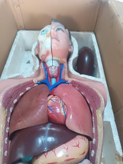 An anatomical human torso and head model is depicted resting inside a brown cardboard box, secured by white styrofoam packaging, located in Warri South, Nigeria. The plastic model, primarily beige and reddish-brown, displays internal organs. The head is split sagitally; the left side reveals the skeletal structure of the skull and a blue eyeball, while the right side shows external facial features with light skin tone and dark hair. The neck region exhibits major arteries (red), veins (blue), and the trachea (light blue rings). The open chest cavity showcases the reddish-brown lungs on either side of a central red heart with depicted blue and red coronary vessels. Beneath the right lung, a large dark brown liver is visible. Portions of the stomach and intestines, colored light tan with red vascular markings, are visible in the upper abdomen. A dark brown, elongated, curved object, possibly an additional removable organ model (e.g., spleen), rests within the styrofoam on the upper right side of the box, adjacent to the model's head. No individuals are present, and no actions or interactions are occurring in the static scene.