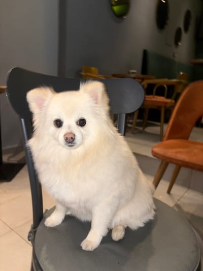 A small, white, fluffy Pomeranian or Spitz-type dog with dark eyes and a pink nose is centrally positioned, seated upright on a dark grey, circular fabric-padded chair. The chair features a dark grey or black backrest. The scene is an interior commercial establishment, likely a cafe or restaurant, located in Nikšić, Montenegro. The background is out of focus, revealing multiple chairs with orange-brown upholstered seats and wooden legs, various tables, and a dark teal upholstered bench against a distant wall. A reflective green, oval-shaped object is mounted on the dark grey wall behind the dog. The floor is tiled with light-colored square tiles.