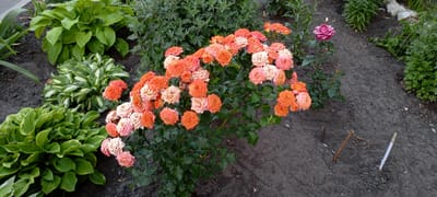 The image shows a close-up, eye-level view of a garden bed in Kirsanov, Russia. The primary subjects are a large cluster of blooming roses in various shades of orange and pink, and a single, larger pink rose on a stem to the right. Surrounding the roses are lush green hosta plants with broad leaves, one variegated with white edges. The ground is dark, damp soil, with some fallen leaves and small twigs visible. In the background, more greenery can be seen, suggesting a well-maintained garden. The lighting suggests it might be late afternoon or early evening, with soft, natural light. There are no people or text visible in the image. The overall scene conveys a sense of natural beauty and tranquility.
