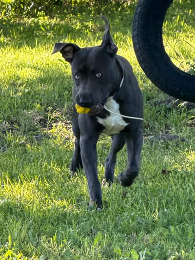 A dark-colored dog with a white chest patch is running in a grassy area, holding a yellow object in its mouth. The dog has blue eyes and erect ears. In the background, a large black tire is visible. The scene is illuminated by sunlight, casting shadows on the grass. The location is the city of Zornitsa, Bulgaria.