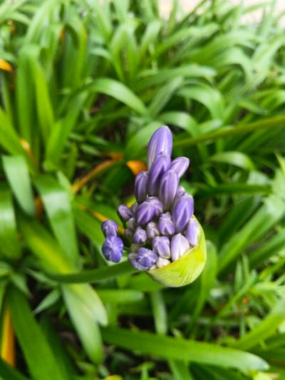 A close-up photograph captures a developing cluster of numerous purple flower buds, partially enclosed by a light green, striated spathe. Approximately thirty tightly closed, elongated purple buds form a dense, conical arrangement, with smaller, rounder purple buds visible towards the lower left. Faint white streaks are present on some of the larger buds. A thin strand of spider silk is visible in the upper right area of the flower cluster. The background consists of out-of-focus, vibrant green foliage, characterized by long, blade-like leaves, with occasional hints of yellowing vegetation. The scene depicts an outdoor natural environment in the city of Tah, Vietnam. No people, discernible actions, or interactions are visible.