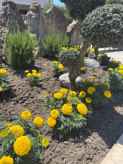 In the foreground of the image, a bed of vibrant yellow marigolds flourishes in dark, cultivated soil. The flowers are clustered densely, with some displaying fully bloomed, pom-pom-like heads and others showing buds. Green, feathery foliage supports the blooms, and visible irrigation tubing runs through the soil. In the midground, a sculpted tree with a textured trunk and spherical topiary forms stands amongst the flowers. Two grey, rounded boulders are partially visible near the tree's base. Behind the flowers and tree, large, rough-hewn grey rocks form a naturalistic backdrop. Green, bushy plants, possibly rosemary, are nestled between the rocks. In the background, a portion of a building with white walls and a dark-shuttered window is visible, suggesting an urban or suburban setting. The scene is illuminated by bright sunlight, casting shadows on the ground, indicating it is daytime. The location is the Municipal Unit of Pallini, Greece, identified by its characteristic Mediterranean flora and architecture.