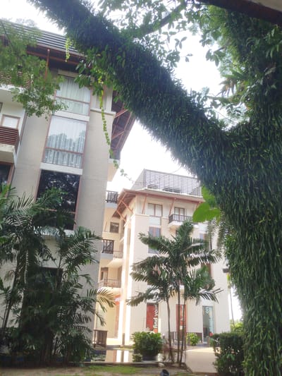 The image depicts a tropical resort building in Ko Kaeo, Thailand, partially obscured by lush foliage. The building features multiple levels with balconies, large windows with white curtains, and a sloped, tiled roof with exposed wooden beams. Tropical palm trees are visible in the foreground, and a large tree covered in hanging vines and ferns dominates the right side of the frame, creating a natural canopy. The overall impression is one of an outdoor, resort setting in a warm climate. There are no people visible in the image.