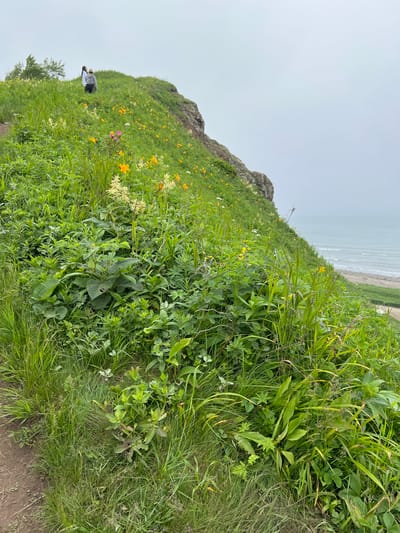 Two individuals stand on a lush green hillside overlooking a body of water. The hillside is covered in dense vegetation, including tall grasses and various flowering plants, some of which are yellow and white. A rocky cliff face is visible on the right side of the hill. The sky is overcast and the water appears calm with small waves. A sandy beach is visible in the distance. The scene is likely from a coastal area in Tikhoe, Russia, given the presence of a cliff, vegetation, and the sea.