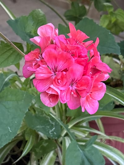 A close-up, eye-level shot focuses on a cluster of vibrant pink geranium flowers. The flowers are in various stages of bloom, with some petals unfurled and others still tightly closed. Fine, dark veins are visible on some of the petals, adding texture and detail. Behind the flowers, lush green leaves create a soft, out-of-focus background. Interspersed among the green leaves are the variegated, striped leaves of another plant, likely a spider plant, with bands of white and green. The overall impression is one of natural beauty and vibrant color. The location of this image is unknown.