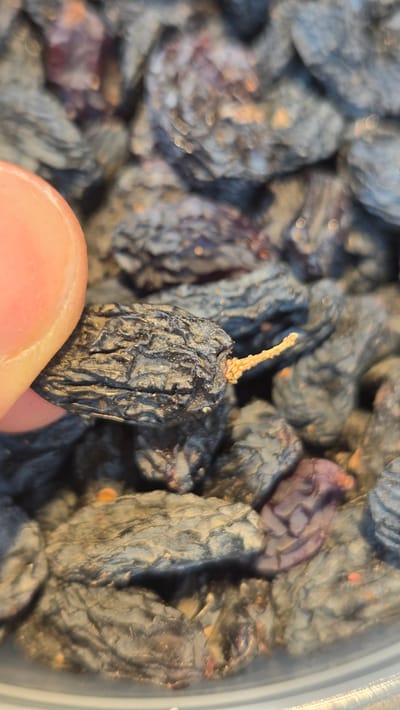 A close-up, top-down shot focuses on a single, wrinkled, dark purple raisin held between a thumb and index finger of a person's left hand. The raisin is positioned in the lower-left quadrant of the frame and displays a light brown stem protruding from its right end. The background is a densely packed collection of similar raisins, creating a textured, dark surface that fills the rest of the image. The lighting casts subtle shadows and highlights on the raisin's wrinkled surface, emphasizing its dried texture. The scene appears to be indoors, with no discernible background features to indicate a specific location within Gwangmyeong, South Korea.