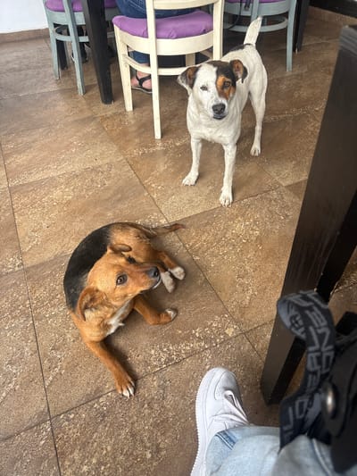 Two dogs, a white and tan dog standing and a brown and black dog lying down, are on a tiled floor inside what appears to be a cafe. In the background, there are chairs with purple cushions and a table leg. A person's foot wearing a white sneaker and blue jeans is visible in the foreground. The setting is likely a cafe in Chavdar, Bulgaria.
