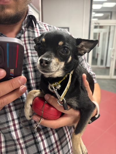 The image shows a person holding a small black and tan dog. The dog is wearing a yellow collar with a bell and a silver clip. The person is wearing a plaid shirt. In the foreground, the person is holding a black object with red and blue stripes and a silver BMW logo. The background appears to be an indoor setting with white cabinets and pink walls. The lighting suggests it is daytime. The dog's expression is curious and its eyes are wide open. The person's hands are gently holding the dog, suggesting affection. The overall scene is one of a casual moment between a pet and its owner. The location context is Korolyov, Russia, but there are no specific visual cues in the image to confirm this.