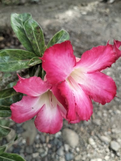 A close-up, vertical photograph captures two blooming desert rose (Adenium) flowers in Jambo Dalam, Indonesia. The flowers, centrally positioned, display vibrant fuchsia-pink petals that transition to creamy white at their throats. Green foliage with subtle dark mottling is visible to the upper left. A small, dark insect, possibly an ant, is present on the lower petal of the leftmost flower. The background consists of diffused grey and brown gravelly ground, indicating an outdoor setting under natural light. There are no human subjects visible.