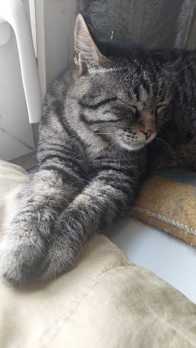 A tabby cat is sleeping peacefully on a beige cushion. The cat is lying on its side with its paws crossed. Its eyes are closed and its head is resting on its paws. The cat's fur is a mix of gray, black, and brown stripes. The background is out of focus, but it appears to be an indoor setting. There is a white door handle in the upper left corner of the image. There is no information in the image or accompanying text that would suggest the location is Kamensk-Shakhtinsky, Russia.