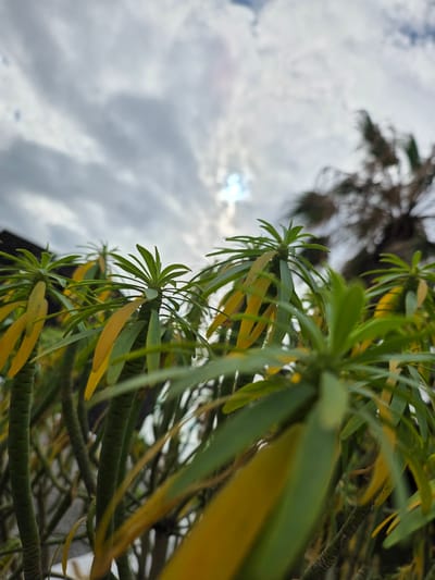 In Puerto De La Cruz, Spain, a low-angle, close-up shot focuses on the vibrant green and yellow leaves of a succulent plant against a dramatic, cloudy sky. The leaves are long and slender, some appearing to be turning yellow, indicating seasonal change or varying health. The plant's thick, segmented stems are visible beneath the foliage. In the background, out of focus, a silhouette of a palm tree suggests a tropical or subtropical environment. The sun is partially visible through a break in the clouds, creating a bright, slightly diffused light source. The overall scene conveys a sense of natural beauty and an overcast, possibly humid day.