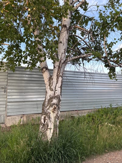 The image depicts a birch tree in front of a corrugated metal fence. The tree is shedding leaves, and some branches appear to be broken or dead. The fence is gray and extends horizontally across the frame. There is a metal gate on the left side of the fence, with a handle and latch mechanism visible. Tall green grass grows in front of the fence and around the base of the tree. The ground in the foreground is a dirt path with small pebbles. The sky is visible through the branches of the tree and is blue with some clouds. There are no people or animals present in the image. The location is identified as Chigiri, Russia.