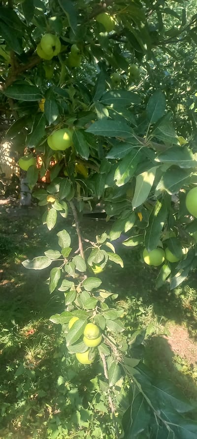 The media file is a close-up, horizontal shot of an apple tree branch laden with unripe green apples. The branch extends from the left side of the frame, curving towards the right, and is heavily adorned with green leaves. Several apples are visible, varying in size and clustered along the branch. Sunlight filters through the leaves, creating dappled light and shadows on the fruit and foliage. In the background, out of focus, is the ground covered with grass and other green vegetation, suggesting an outdoor, natural setting. The image appears to be taken during the daytime, likely in the summer or early autumn, given the presence of green, unripe fruit. The overall impression is one of natural abundance and growth. The location context is Novopavlovka, Kyrgyzstan. There is no visible text in the media file.