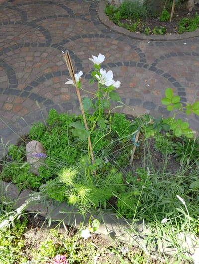 This is a medium-angle, eye-level, outdoor, slightly high-key shot of a garden bed adjacent to a paved area in Dortmund, Germany. The paved area consists of curved rows of small, rectangular stones in shades of brown and dark gray. In the foreground, a garden bed is filled with various green plants and some white flowers. One white flower, possibly a hibiscus or mallow, is prominently displayed near the center, supported by a thin wooden stake. To the left of this flower, a small sprig of lavender is visible next to a rounded, light-colored stone. To the right of the main flower, a rose bush with several green leaves is present. The background shows more garden plants and soil. The lighting is natural and bright, casting some shadows. There are no people or animals visible in the image.