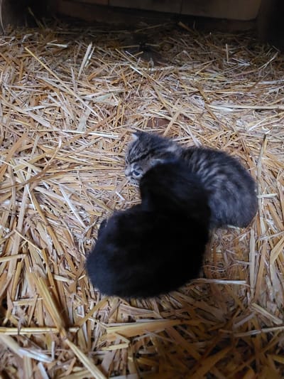 Two small kittens are nestled together in a thick bed of dry, golden-brown hay or straw. The kitten on the left is a tabby with distinctive grey and black stripes, its face and upper body visible as it rests. Beside it, largely seen from its back, is a second kitten covered in fluffy black fur. Both kittens appear to be sleeping or resting peacefully. The hay forms a natural, warm-looking nest, filling most of the frame. On the far left, a dark, vertical structure, possibly wood or part of a pen, suggests an enclosed, rustic setting like a barn or shed. The lighting is dim, emphasizing the texture of the hay and the kittens' fur. The scene conveys a sense of tranquility and comfort. No people or visible text are present. The setting is consistent with a rural environment in Mshanets, Ukraine.