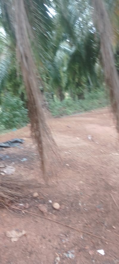 A blurry image shows a dirt path lined with tropical trees and green foliage. Brown palm fronds hang in the foreground, partially obstructing the view. The ground is reddish-brown, covered with leaves and debris. In the background, more trees are visible, creating a sense of depth. The overall image is shaky and lacks clarity, suggesting movement during the photograph.