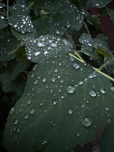 This is a close-up, high-angle shot of dark green leaves covered in numerous small and large water droplets. The leaves appear wet and slightly glossy, reflecting the light. Some droplets are perfectly round, while others are elongated or irregular in shape. The background consists of more blurred green leaves and a dark, reddish-brown surface, possibly a wall or fence. The scene is likely outdoors, given the presence of natural foliage and water droplets, suggesting a recent rain shower. The image's lighting is subdued, creating a moody and natural atmosphere. There are no people or animals visible in the frame. The exact location within Timonovo, Russia, cannot be determined from the image alone.