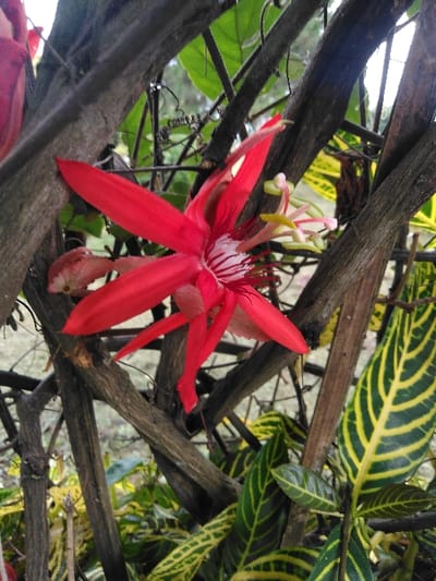 A close-up image depicts a single red flower, consistent with a *Passiflora* species, situated in an outdoor botanical environment within the city of Chan-Nua, Laos. The flower features five prominent, pointed red petals. Its center reveals a corona of white and red striped filaments, from which light green to yellowish anthers and pistils extend. The flower is intertwined with and partially framed by multiple brown, woody stems or vines. In the lower right portion of the image, distinct foliage with prominent yellow and green variegated patterns is visible. Additional green foliage, some out of focus, comprises the background and upper left. The scene is illuminated by natural light. No human subjects, animals, or man-made objects are discernible within the frame.
