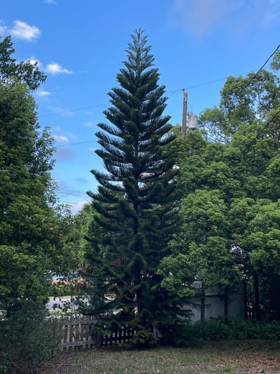 The image shows a tall, evergreen tree with a distinct conical shape, potentially a Norfolk Island pine, dominating the view against a blue sky with scattered clouds. An electrical pole with a transformer is visible in the background, along with power lines running across the sky. Other trees and foliage fill the foreground and background, creating a dense, green environment. A fence can be seen in the middle ground, partially obscured by vegetation. The scene appears to be a residential or park area in Clearwater, Florida, United States of America.