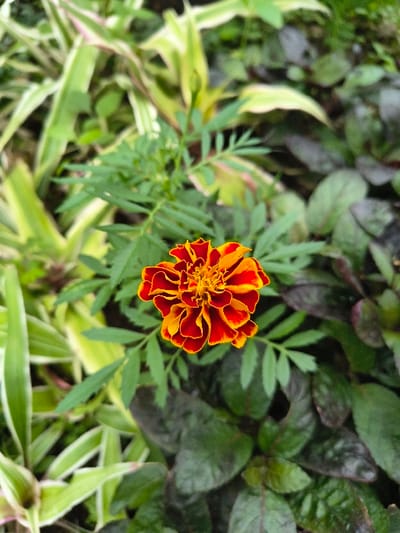 A vibrant marigold flower, exhibiting rich red and gold hues, commands attention in the center of the frame. Its delicate petals create a striking contrast against the surrounding foliage. The backdrop includes a mix of light green striped leaves and darker green leaves, creating a textural and visually diverse environment. The varied textures and color gradients contribute to the overall beauty and depth of the composition.