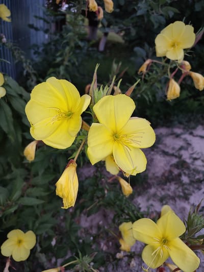 A close-up, eye-level shot captures several bright yellow flowers, likely Evening Primrose, in bloom. The flowers have four petals each, with delicate stamens and pistils visible in the center. Some of the flowers are fully open, while others are still buds or wilting. They are surrounded by dark green foliage, and the background consists of a blurred fence on the left and a dusty, greyish-purple ground on the right. The lighting suggests it is either early morning or late evening. The scene is set in a garden or wild area, possibly on the outskirts of Voskobiinyky, Ukraine. There are no people or animals visible in the image.